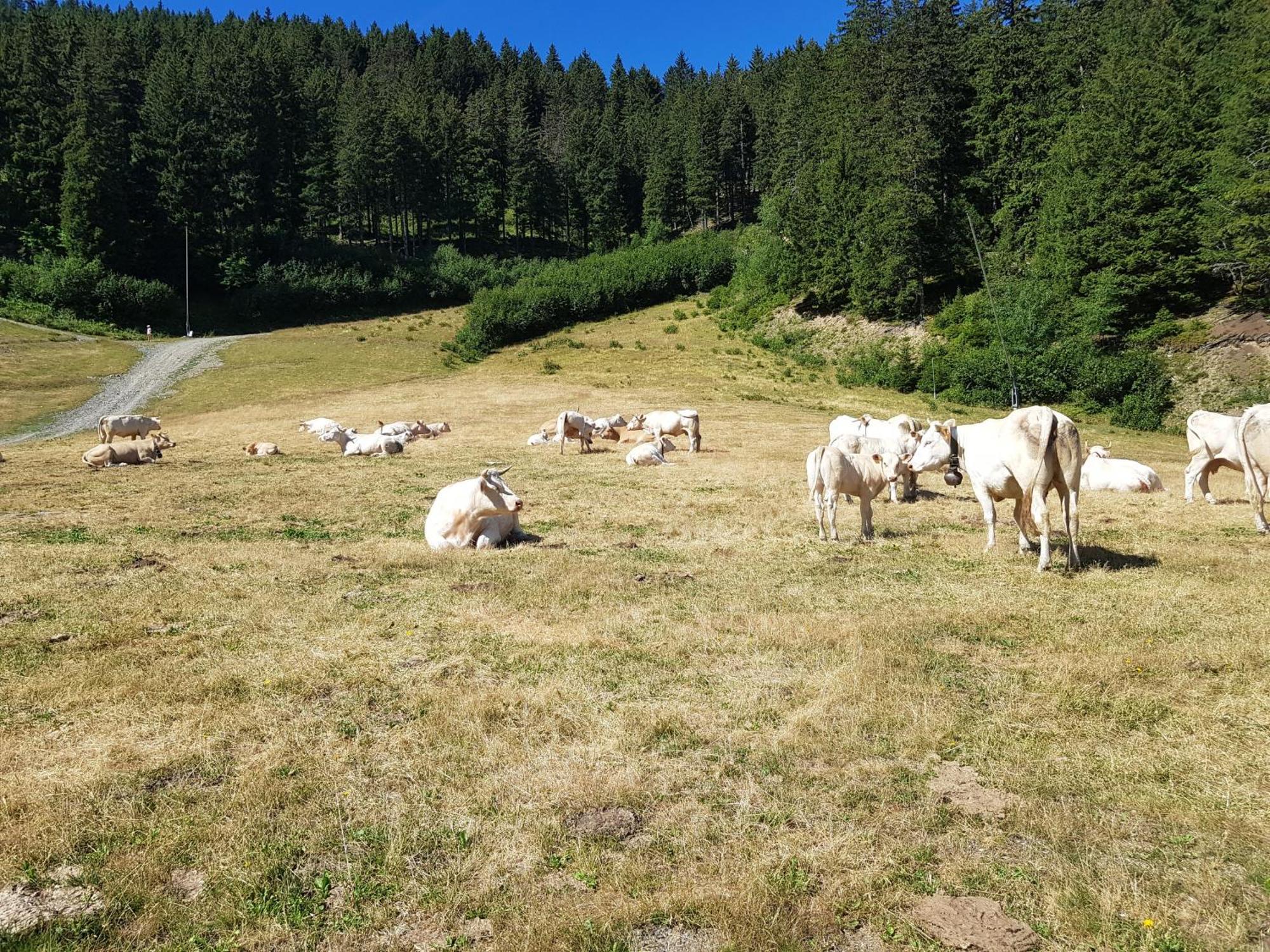 Les 7 Laux Immobilier Chalet E Prapoutel Zewnętrze zdjęcie